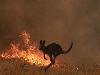 Wanaka Aussi Aid for the Rural Australian voluntary fire service and animal rescue.