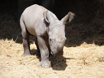 Help Orana Wildlife Park create a White Rhino Conservation Centre