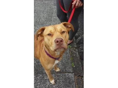 Noobi Needs Your Help for Urgent Surgery