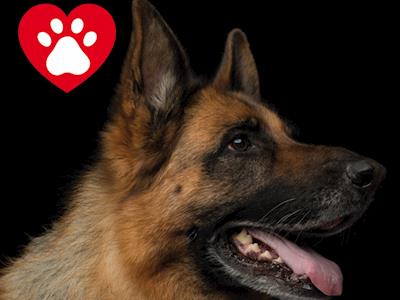 K9 Medical Detection NZ