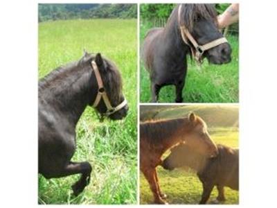 Help Thunder kick up his heels!