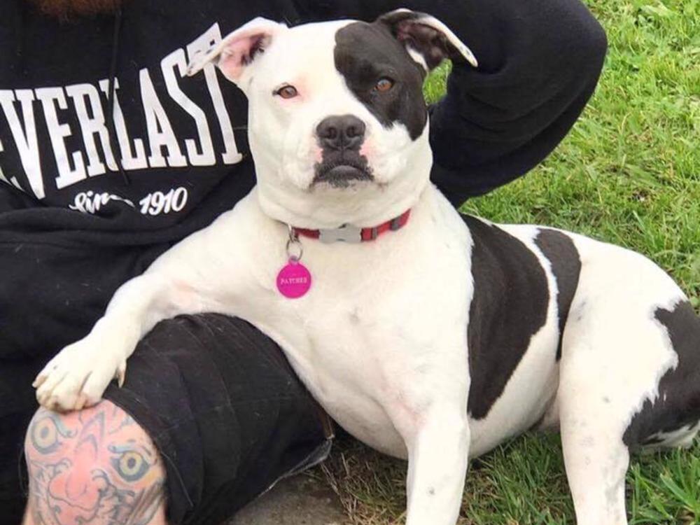 Our tripod dog needs surgery Givealittle