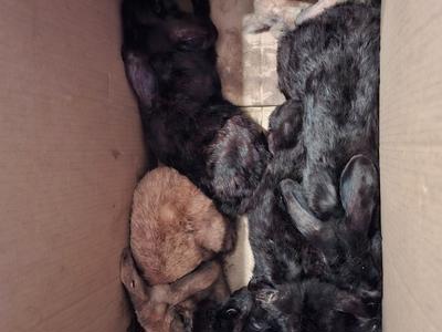 HELP US SAVE THESE POOR BUNNIES