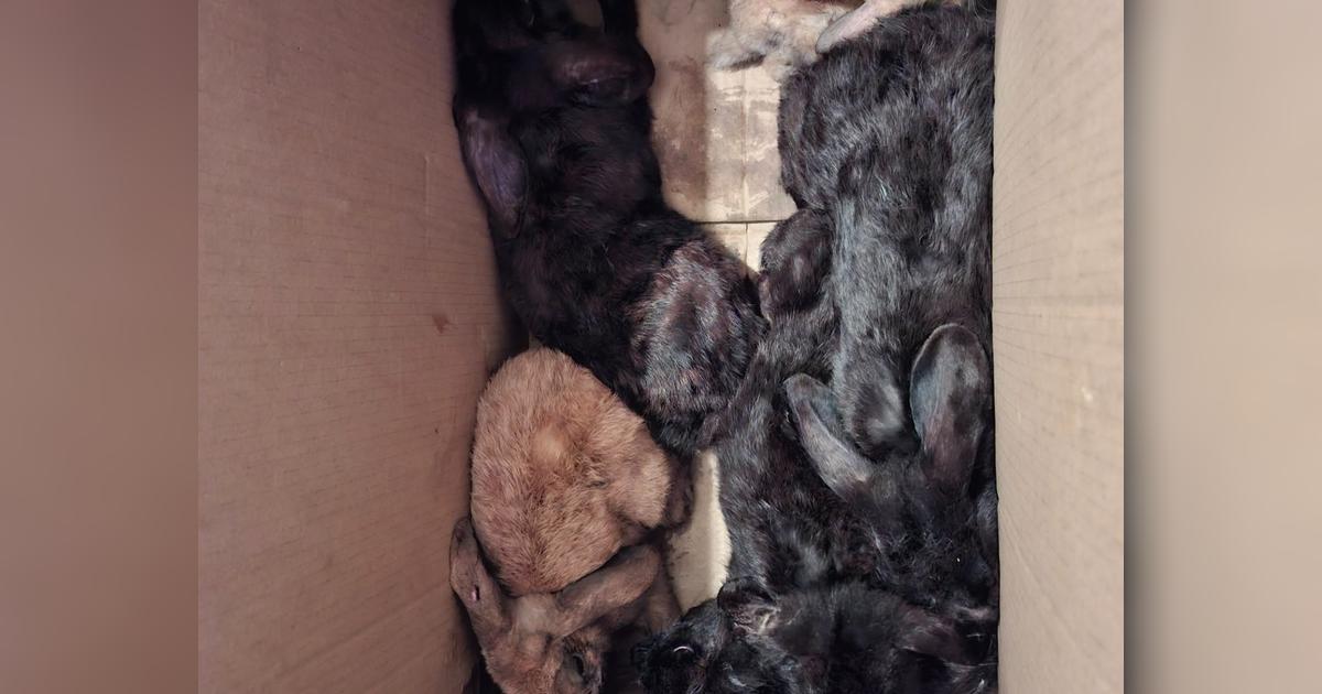 HELP US SAVE THESE POOR BUNNIES - Givealittle