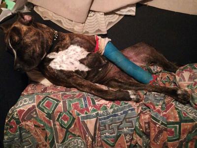 Please help to get SHADOWS much needed surgery