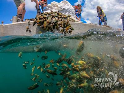 Help save the Hauraki Gulf