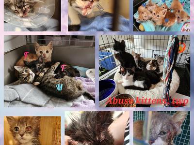 HELP! we need more funds to continue rescuing and desexing cats & kittens