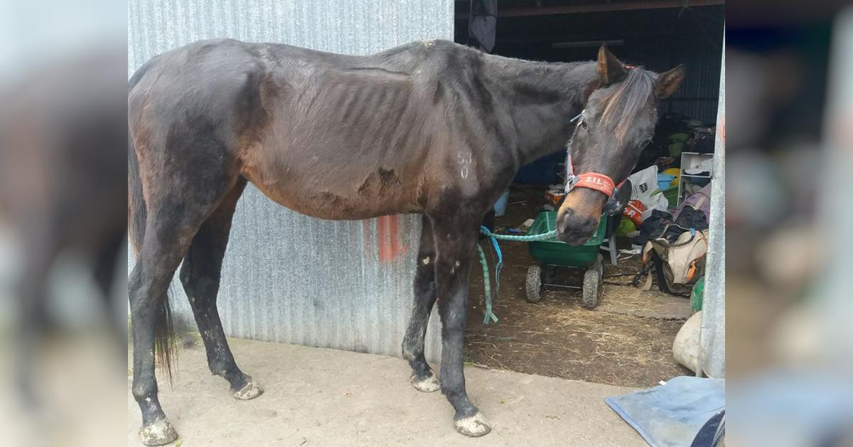 Horse Sanctuary for abused and neglected horses!!! - Givealittle