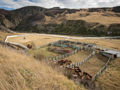 279 Wild Kaimanawa Horses. 279 Days. 279 Lives Saved.