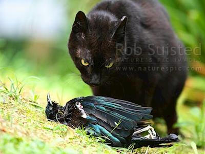 Save New Zealand Native Birds