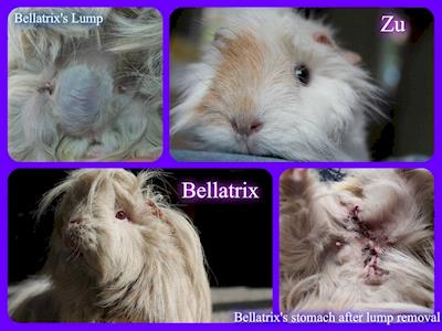 Life Saving Vet Care for Bellatrix & Zu