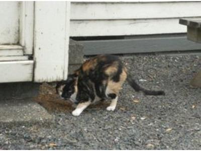 Nicola the Refugee Cat