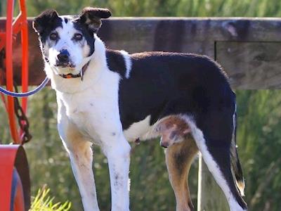 Fly's Emergency Dental Treatment