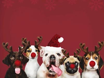 Central Bark's Christmas charity photo's
