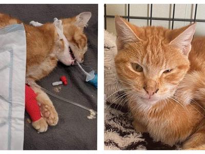 Phoenix Our Easter Miracle