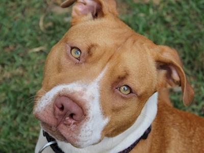 Jordan and Kylas Mud Run for Passion 4 Pawz