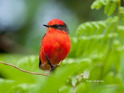 Friends of Galapagos New Zealand Incorporated