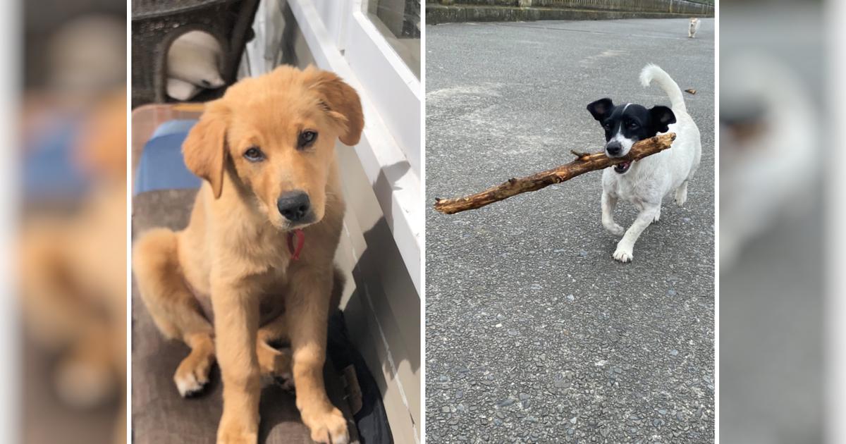 Unable to afford massive vet bills for Arlo & Honey, our two cute