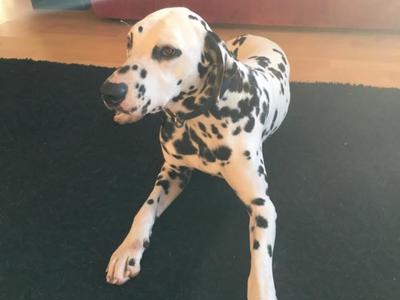 Please help our Dalmation Chewie