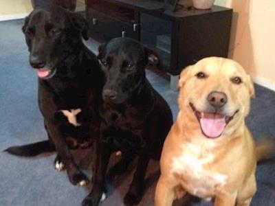 Skydiving for Saving Hope Foundation