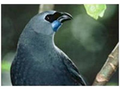 Keeping the Kokako’s song live 