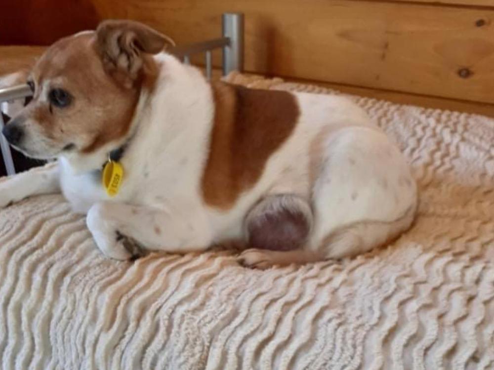 Help save Toby - Givealittle