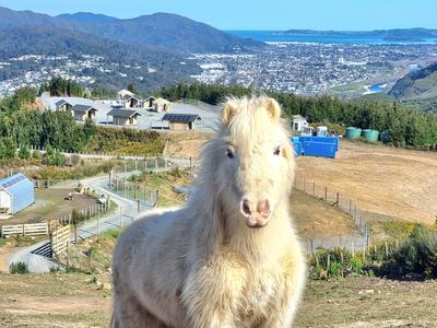 HUHA (Helping You Help Animals) Charitable Trust