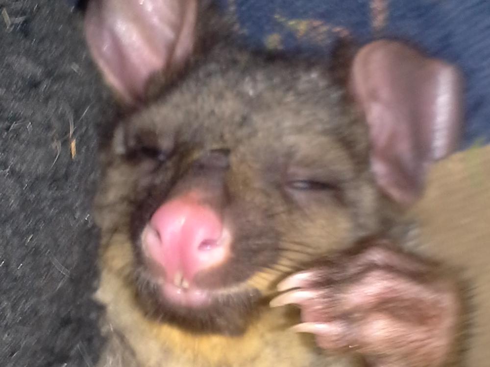 Build it for Possums. New Zealands first Possum Sanctuary Givealittle