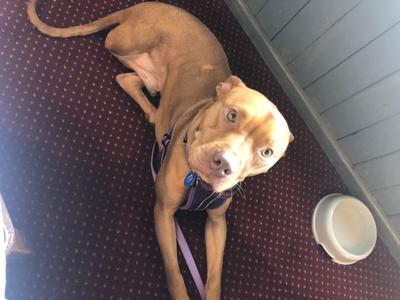 Kerikeri half marathon for animals in need.