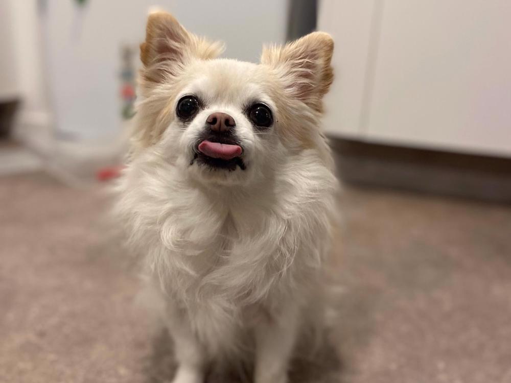 Long hair hot sale chihuahua rescue