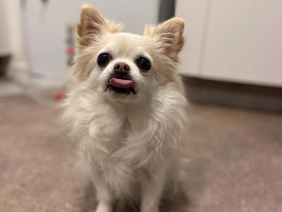 NZ Chihuahua Rescue Trust needs your help!