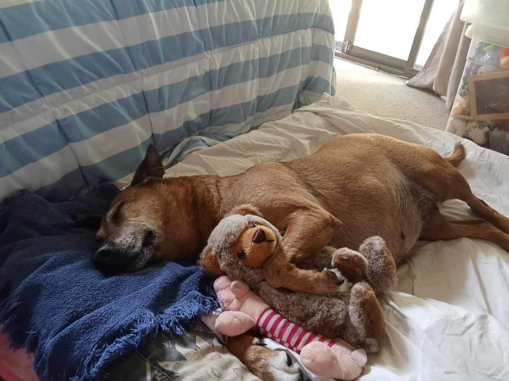 Support Roxy - Givealittle