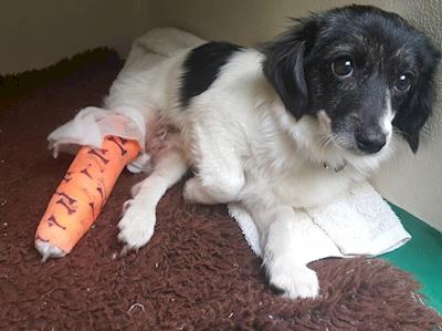 Bunny Needs Your Help To Get Back On 4 Paws Again.