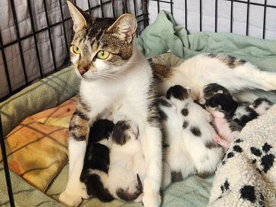 Kitten Inn - help us make a difference to the life of one cat.