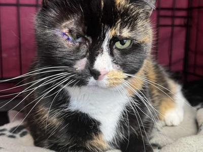 Brighter Eyes, Happier Smiles for Noli