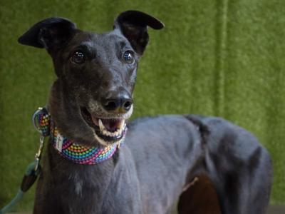 Mattie and Marie's bespoke coats / GAP annual appeal fundraiser