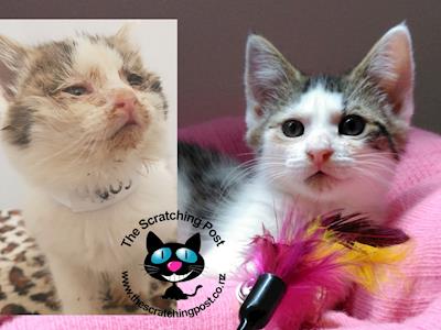 STRATFORD COMPANION ANIMAL ASSISTANCE TRUST t/a The Scratching Post