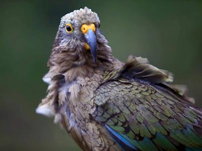 Te Araroa Trail To Save The Kea