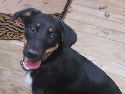 Tess's Emergency Surgery