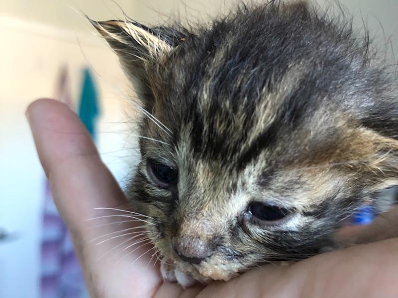 Coastal Cat Rescue - Helping stray and abandoned cats and kittens
