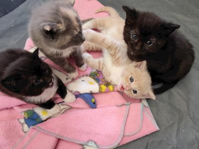 Help us with our infection control projects