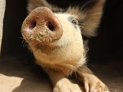 Mammoth Sanctuary Fundraiser - the Black Sheep urgently needs your help!