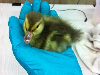 Avian 3D Prosthetics