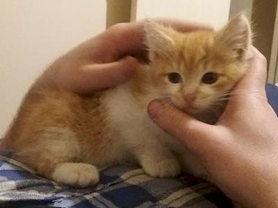 Urgent fundraiser for Audrey's colony cats