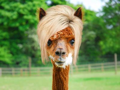 WIG WEDNESDAY with Gillies Realty