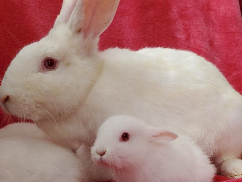 Wellington Rabbit Rescue - Givealittle