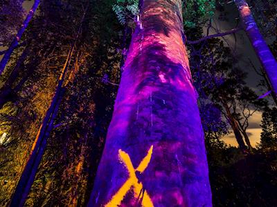 It's Not Over! #SaveOurKauri #KeepAwhiAwhiStanding