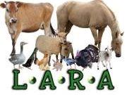 Getting Active for Lara Animal Rescue