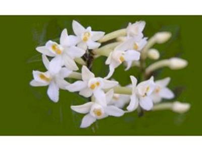 Aotearoa Buddhist Education Trust