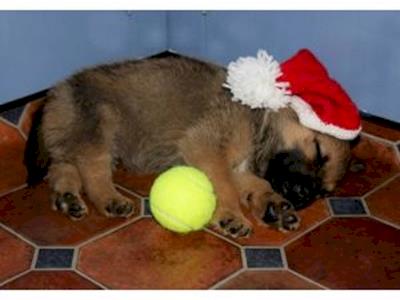 K9 rescue and rehoming dog TOYS  needed